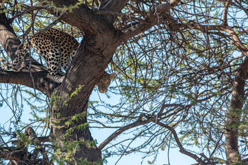 curious leopard (Panthera pardus) lurking behind tree trunk while hiding in a tree at moremi game reserve 