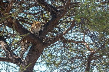 moremi game reserve botswana: luxurious and off the beaten track wildlife experience: leopard hidden away in tree