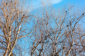 Leafless trees with numerous birds perched on branches, set against a blue sky. Network of bare branches and the birds creates a visually engaging pattern, evoking a sense of seasonal transition