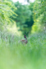 Ein Hase sitzt im Gras