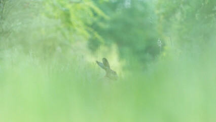 Ein Hase sitzt im Gras