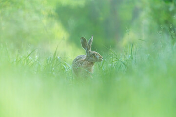 Ein Hase sitzt im Gras