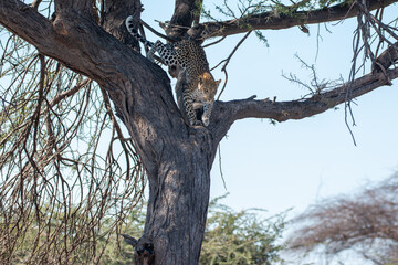 Leopard (Panthera pardus) climbing down tree carefully in moremi game reserve