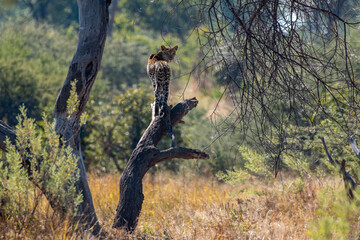 Leopard (Panthera pardus) posing on a dead tree overlooking the savannah but turning back at photographer