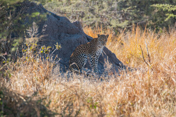 Leopard (Panthera pardus) resting next to termite mountain at the outskirts of moremi game reserve