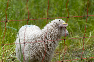 Obraz premium Sheep from the side in a fence. A young, curly-haired sheep stands behind a red electric fence in a meadow. The scene appears peaceful and natural.