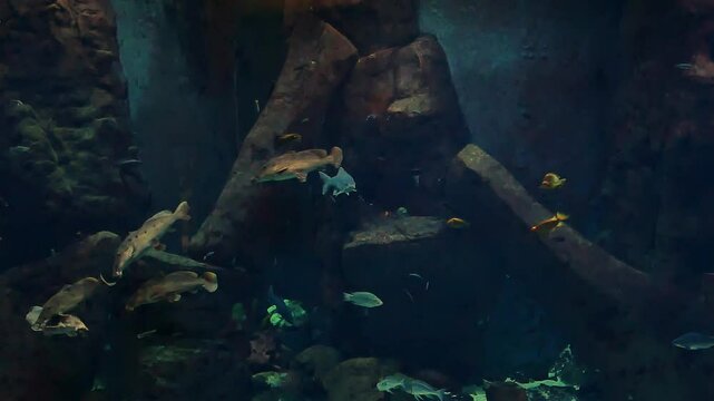 Group of tropical fish of Malawi Lake swimming in the clear water