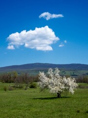 tree