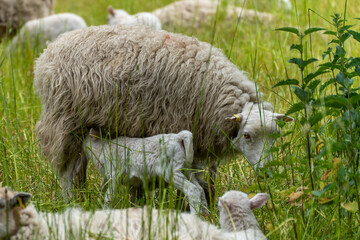 Lambs drinking from a sheep in the tall grass. Two lambs are suckling from a ewe in the tall grass...