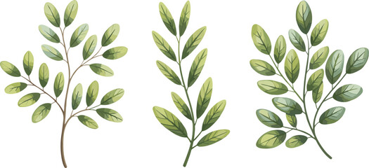 Green Leaves Botanical Branches, Nature Plant Illustration Vectors Illustrations