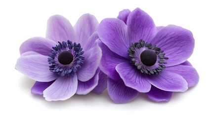 Fototapeta premium of two purple anemone flowers with dark centers on white ground