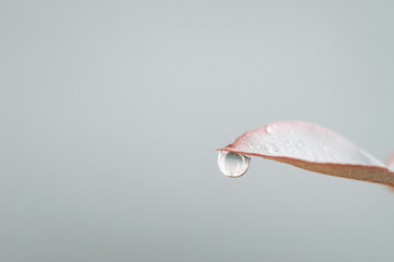 closeup of single dewdrop on leaf highlighting its intricate details