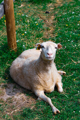 lamb