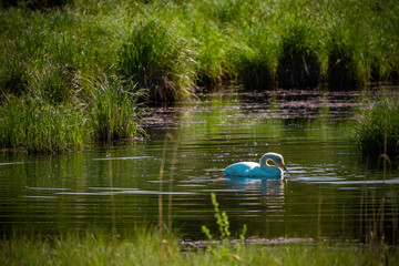 swan on the lake
