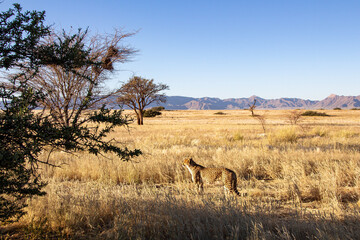 cheetah in the savannah