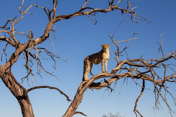 cheetah in the tree