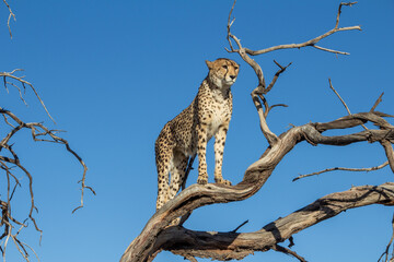 cheetah on the branch