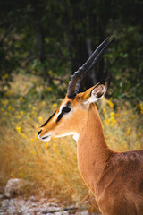 impala antelope portrait
