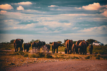 elephants
