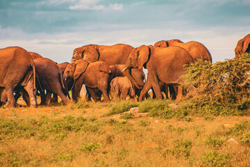 elephants