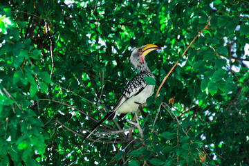 hornbill