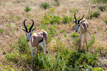 springbuck