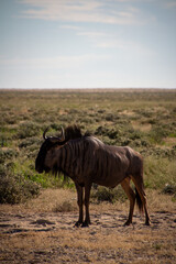 wildebeest
