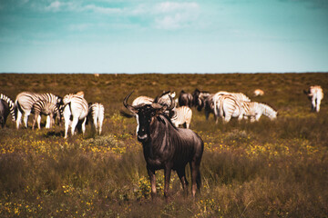 herd of zebra
