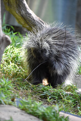 Porcupine with a Twig Chewing on It