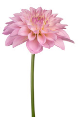 dahlia flower isolated