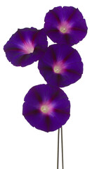 ipomoea flower isolated