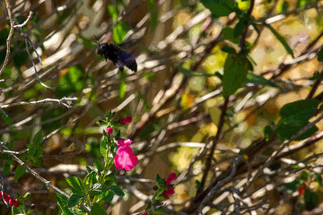 fauna e flora