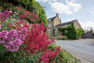 wild flowers in cotswold village