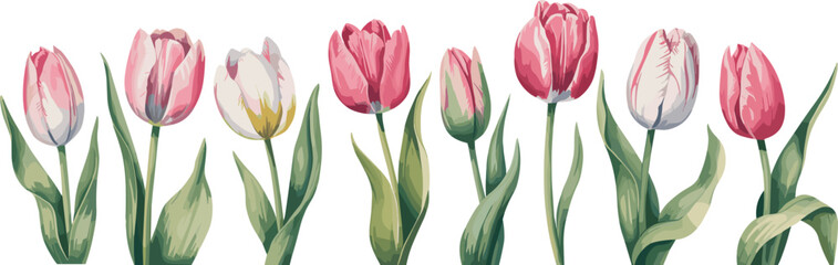 Beautiful red tulip flowers blossom in spring, isolated on white