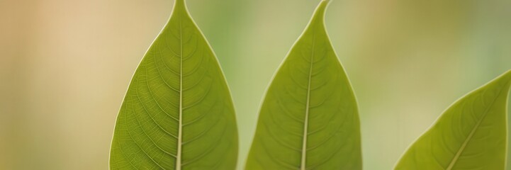 Close-up of three vibrant green leaves against a soft blurred backdrop, highlighting their rich texture, natural shape, and vivid color in a simple yet striking composition. 