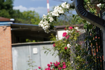 fresh white flowers at different scales with close-ups