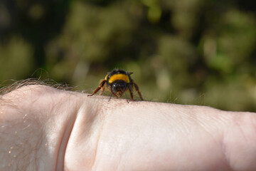 Yellow and Black Bee Up Close and Personal