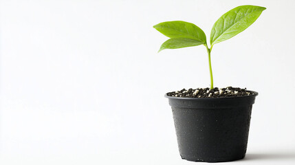 A young green plant in a small black pot is clearly visible, isolated on a white background.
