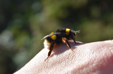 Pollinating Bee Landing on a Human Hand