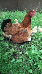 Protective mother hen cuddling baby chicks on grass