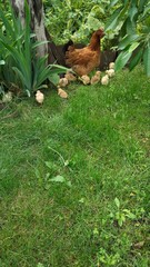 Domestic hen with chicks on pasture, organic poultry farming