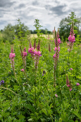 sainfoin flowers in meadow
