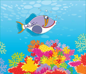 Funny triggerfish swimming over colorful corals of a reef in blue water of a tropical sea, vector cartoon illustration