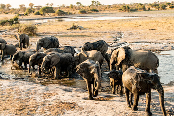 herd of elephnats