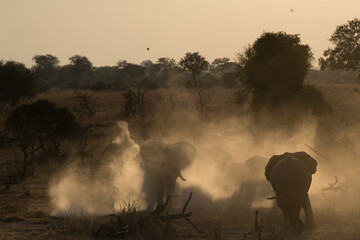 elepohants in the fog