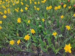 gorgeous yellow daffodils. spring flowers in a flower bed