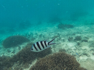 fish in the ocean