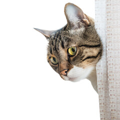Tabby striped curiously looking cat in PNG isolated on transparent background