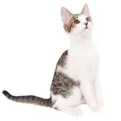 Domestic tabby cat, white kitten in PNG isolated on transparent background