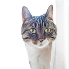 Tabby striped curiously looking cat in PNG isolated on transparent background